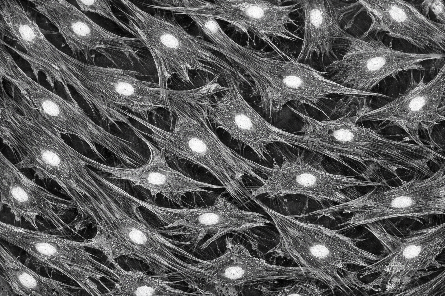 Human Diabetic Primary Liver Artery Fibroblast Cells