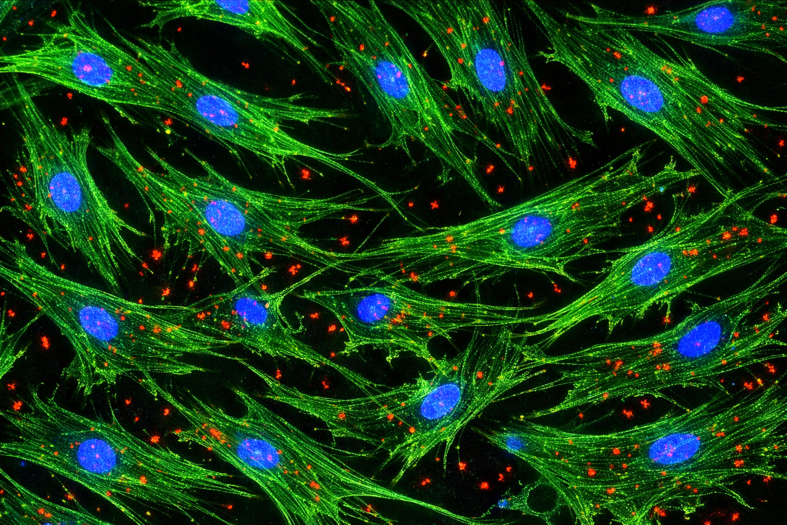 Human Diabetic Primary Lung Fibroblast Cells