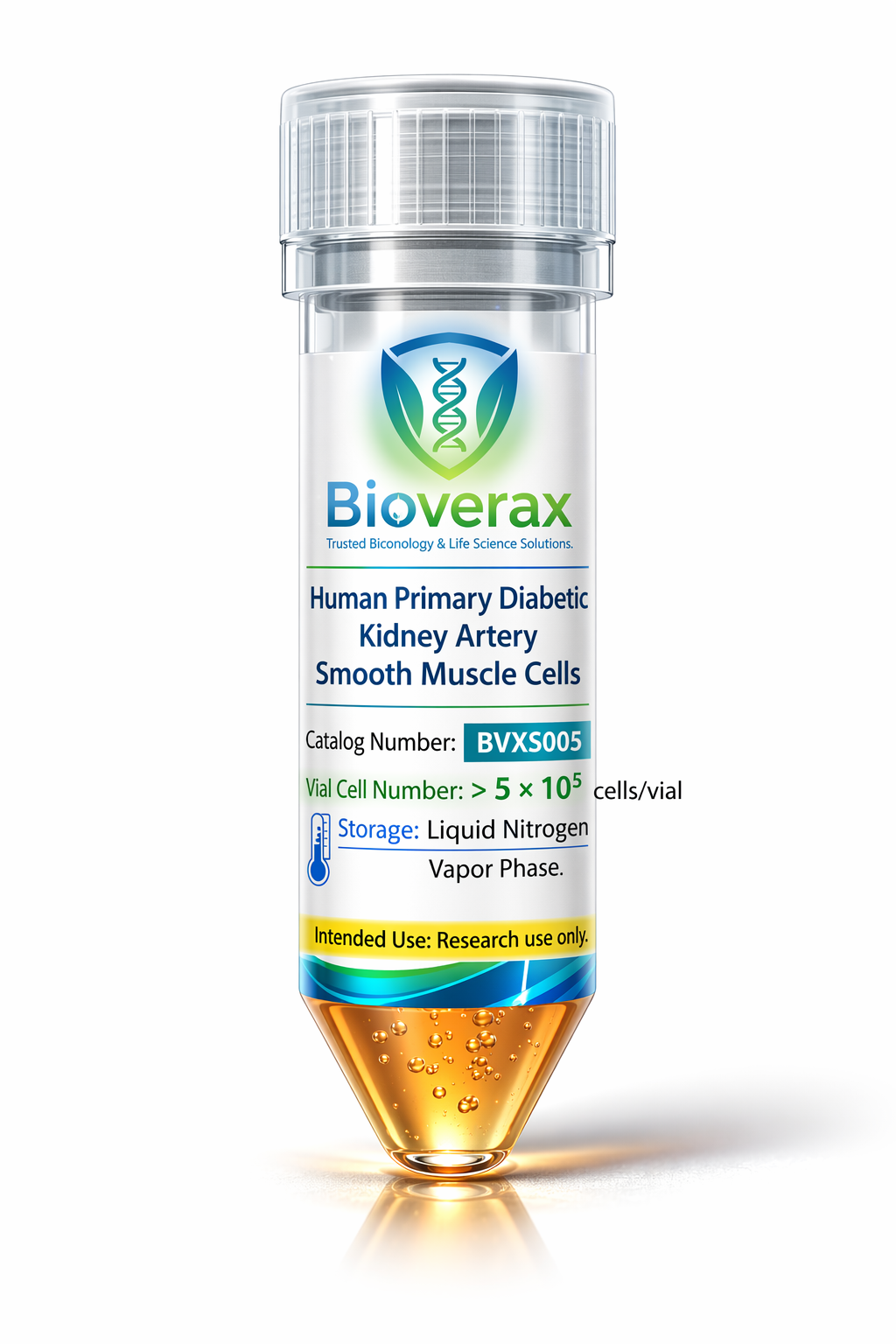 Human Primary Diabetic Kidney Artery Smooth Muscle Cells