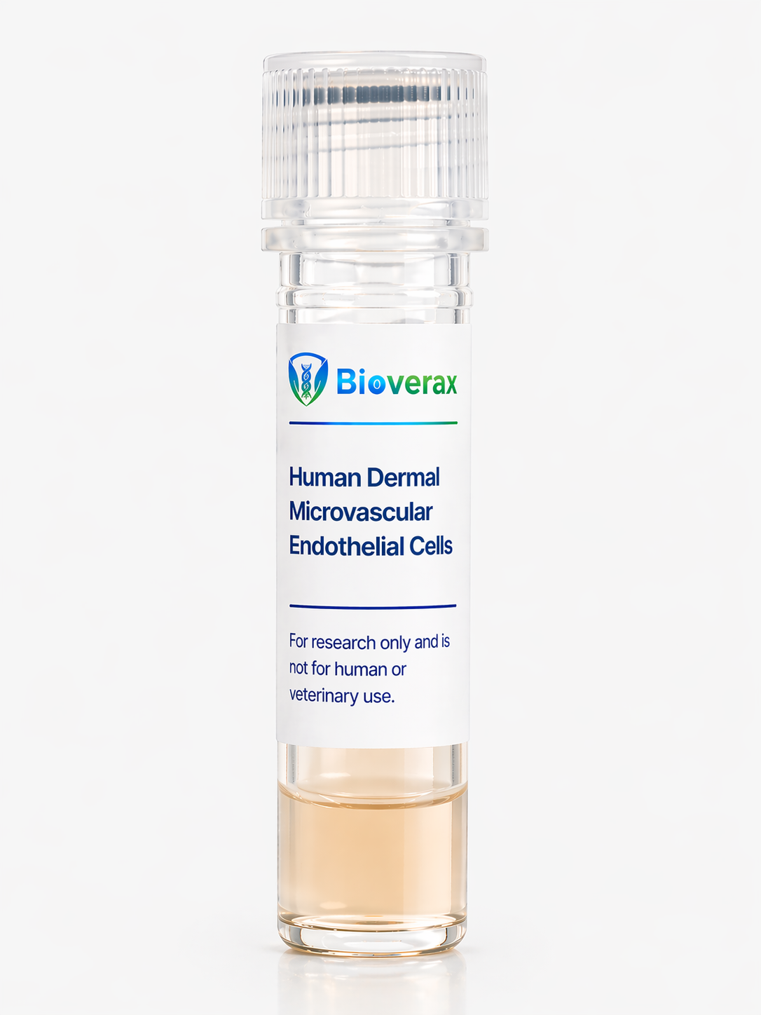 Human Dermal Microvascular Endothelial Cells