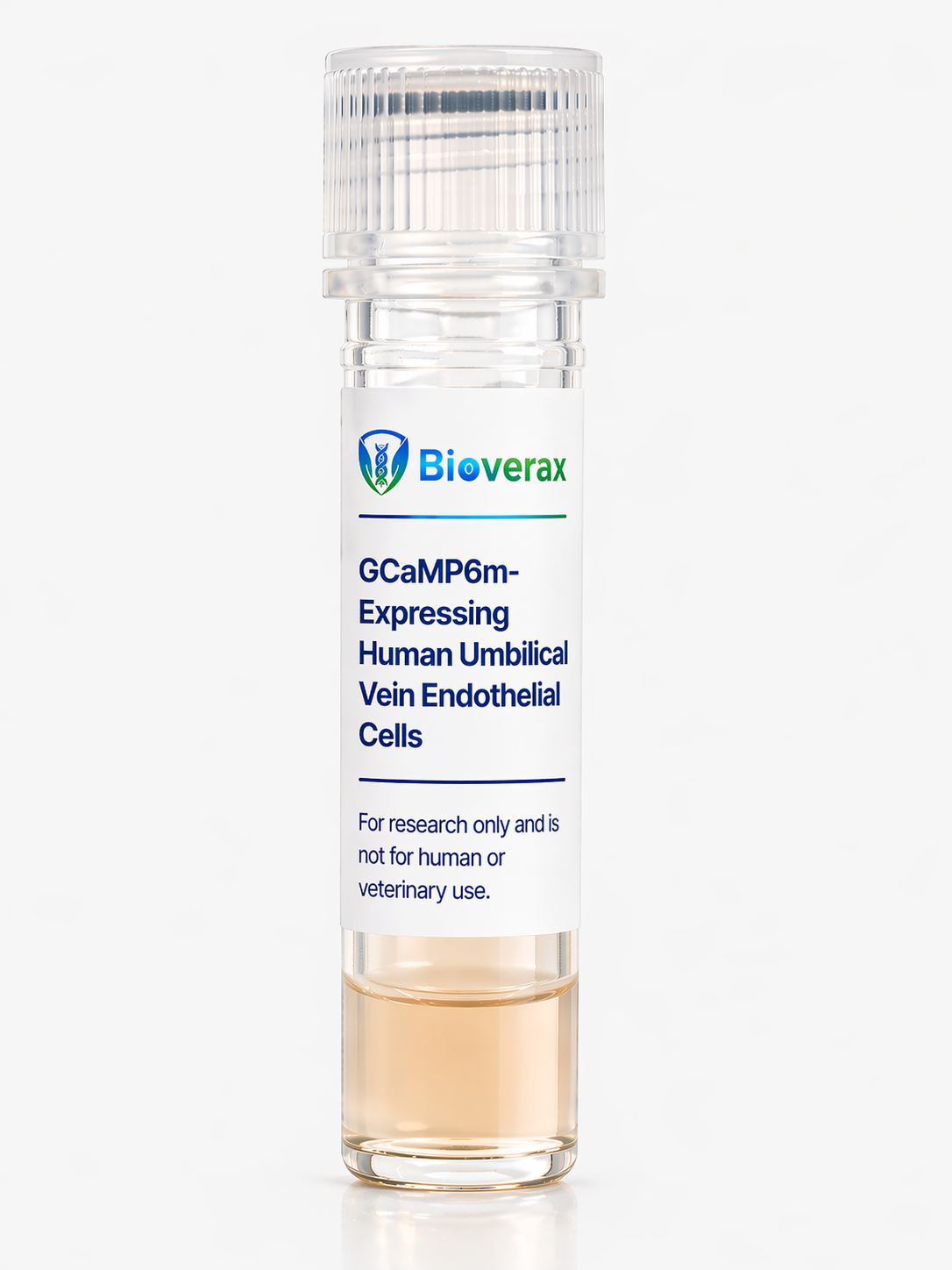 GCaMP3-Expressing Human Umbilical Vein Endothelial Cells (GCaMP3-HUVECs)
