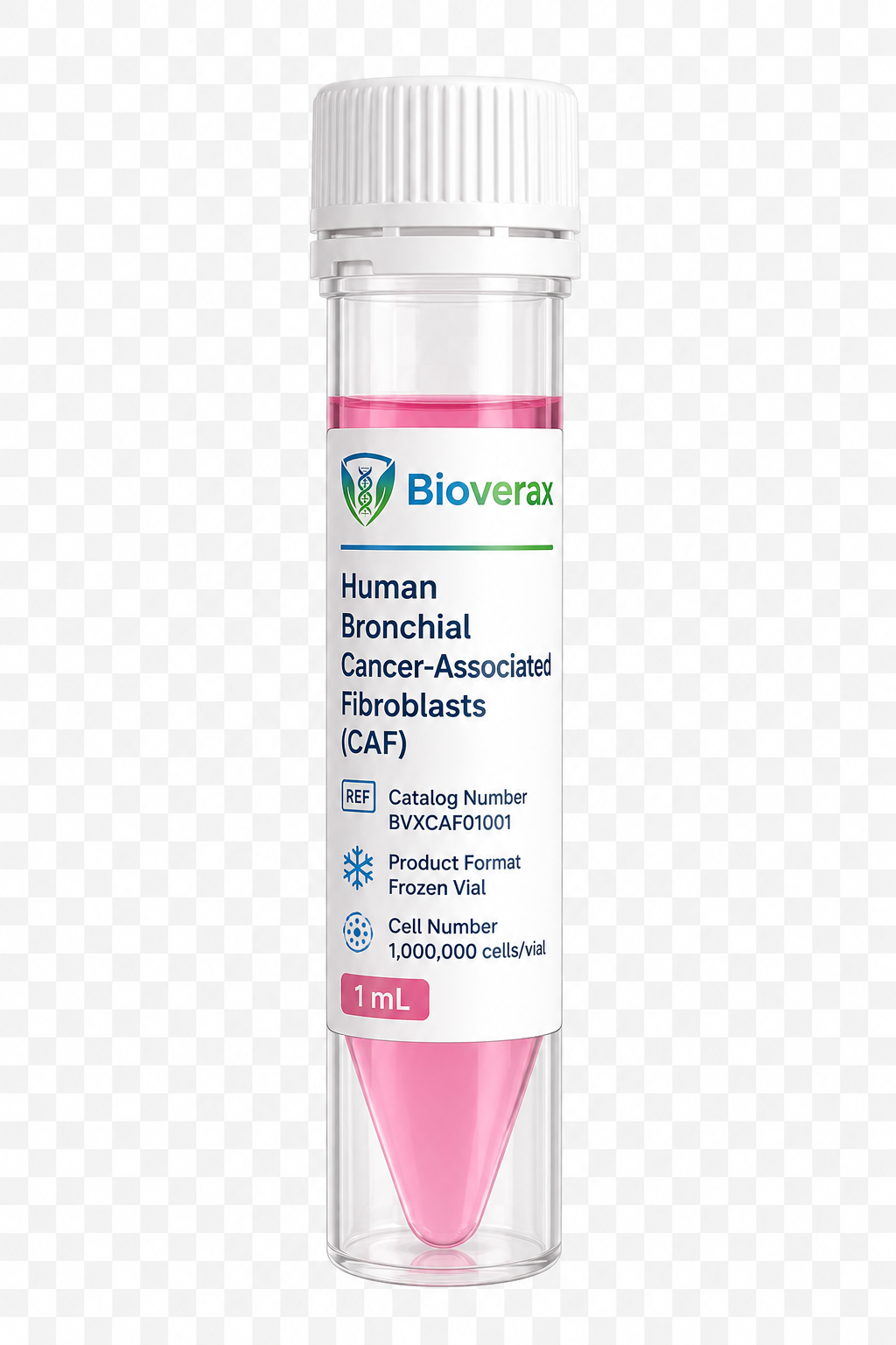 Human Bronchial Cancer-Associated Fibroblasts (CAF)