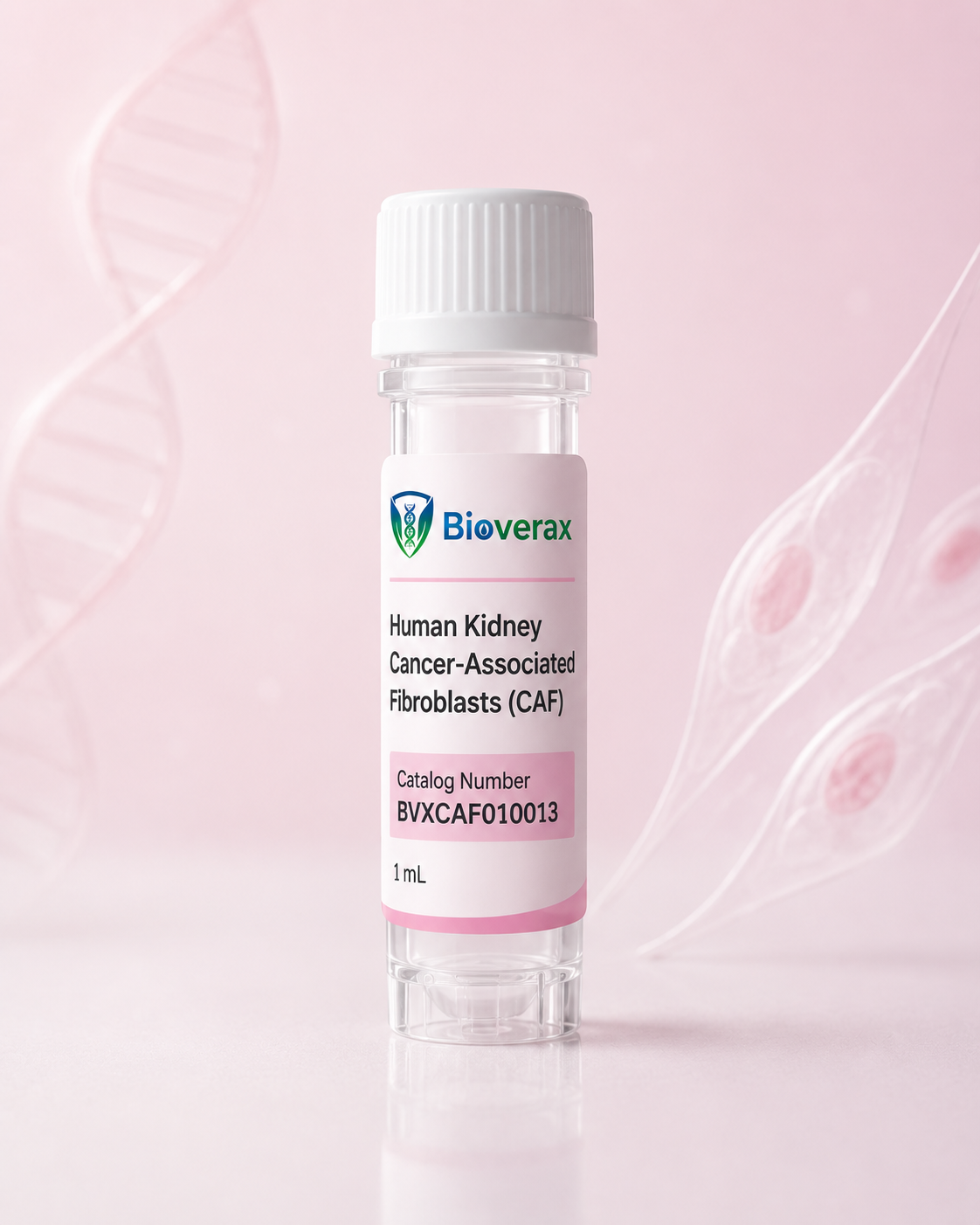 Human Kidney Cancer-Associated Fibroblasts (CAF)
