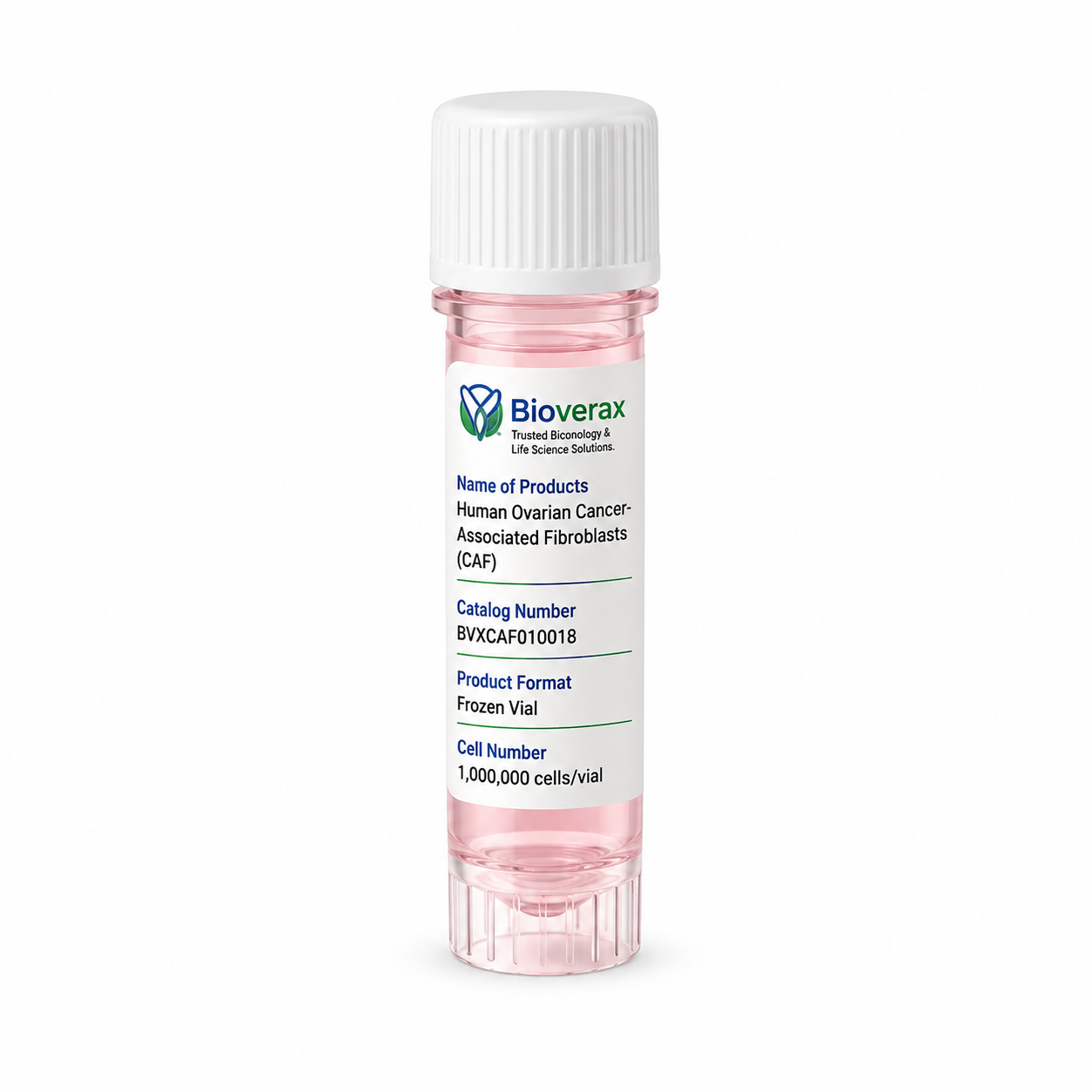 Human Ovarian Cancer-Associated Fibroblasts (CAF)