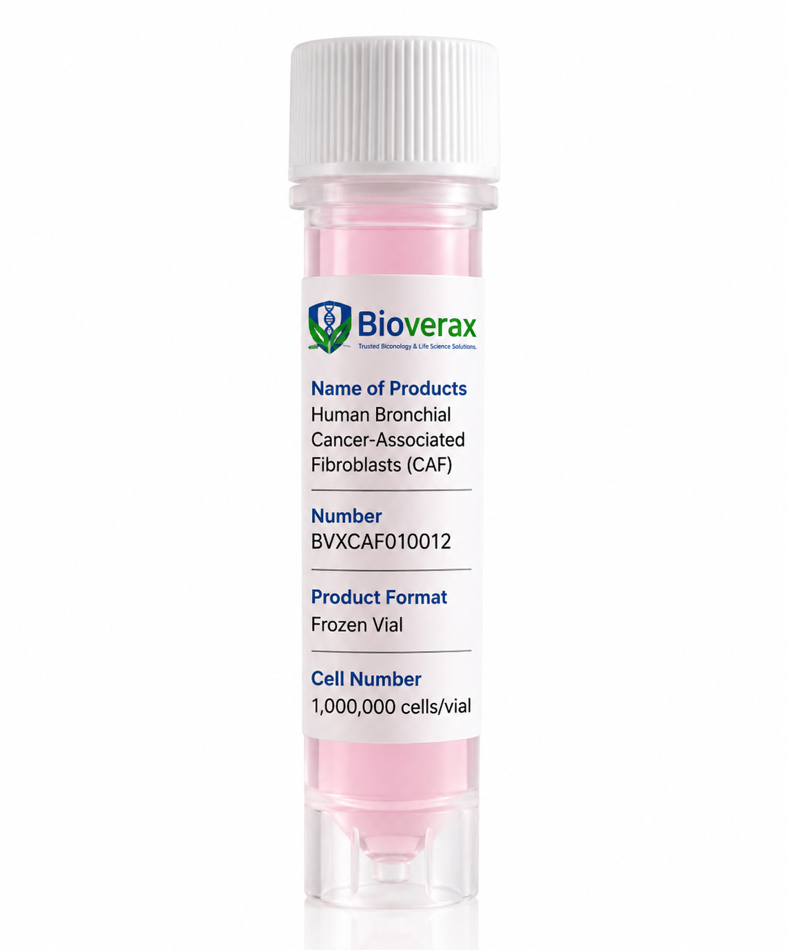 Human Bronchial Cancer-Associated Fibroblasts (CAF)
